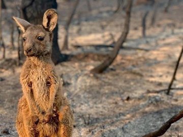 Заявили про загибель від пожеж в Австралії майже 1,25 мільярда тварин 
