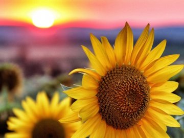 В Україні планують рекордний посів соняшника