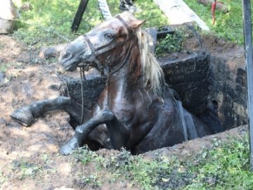 На Рівненщині кобила втрапила у глибоку яму. ФОТО