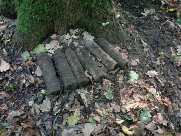 Волинянин, який збирав гриби у лісі, знайшов боєприпаси часів Другої світової війни