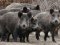 Табуни диких свиней на Волині кілька місяців нищать урожаї
