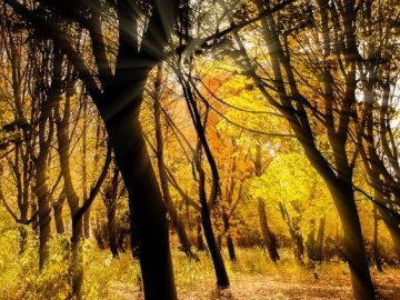 Опублікували неймовірні фото волинських лісів восени
