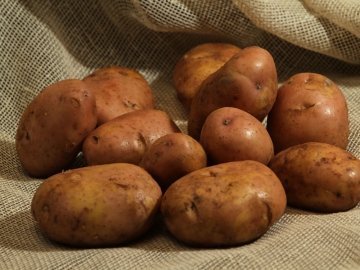 На Волині знизились врожаї картоплі