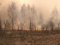 На Львівщині внаслідок падіння уламків «шахеда» горять ліси, є влучання в енергооб'єкт