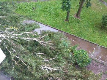 Негода в Луцьку: на Дубнівській повалило дерева
