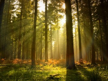 Відомо, скільки податків у 2020 році сплатили лісові підприємства Волині