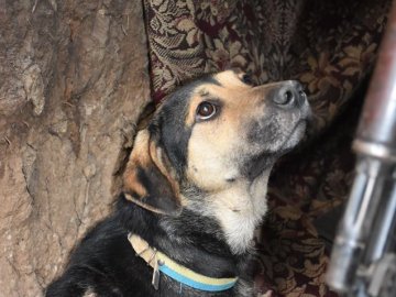 Воїни волинської бригади врятували пораненого собаку. ФОТО