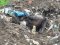 Людська  «гуманність»: на волинське сміттєзвалище викинули корову