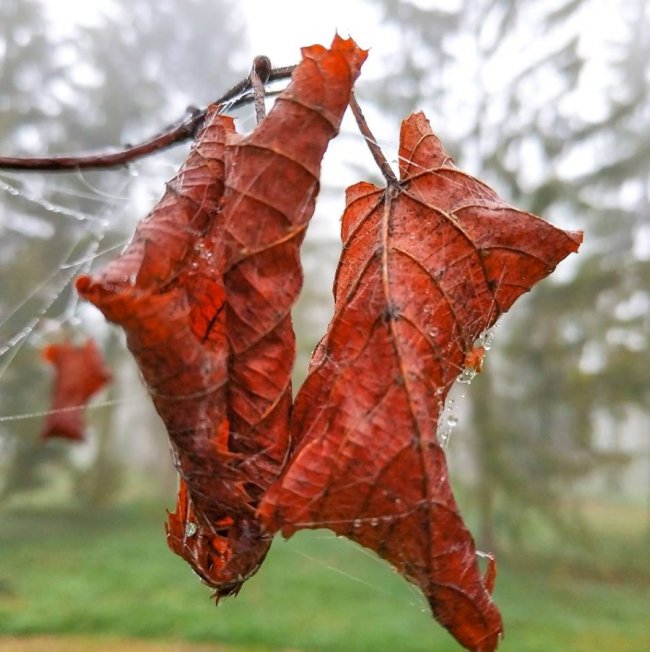 Моторошний луцький парк у полоні туману. ФОТО