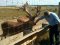 У Турійському районі працює ферма з благородними оленями