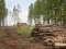 В Україні створять онлайн-карту вирубки лісу