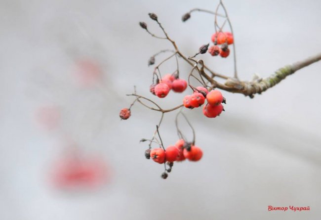 Морозний ранок у Луцьку: атмосферні фото