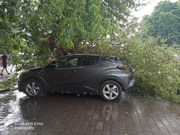 У центрі Луцька частина дерева впала на авто. ФОТО