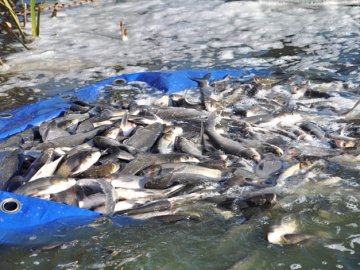 За 2019 рік у волинські водойми випустили понад 11 тонн риби