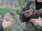У ліси Волині випустили майже 300 фазанів. ФОТО