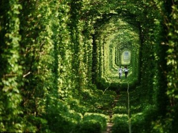 Український Тунель Любові увійшов до списку найкрасивіших тунелів світу