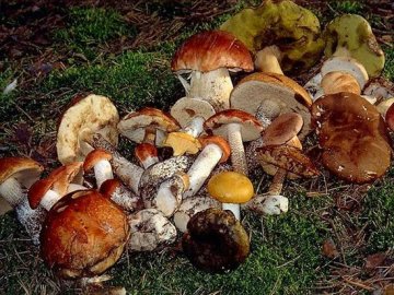 На Волині подружжя отруїлося грибами