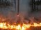 На Житомирщині знову пожежа: вогонь перейшов на заповідник 