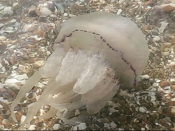 Гігантські медузи заполонили Азовське море: відпочивальники скаржаться на укуси. ВІДЕО