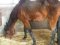 У Києві на приватній стайні виявили заморених голодом коней. ВІДЕО