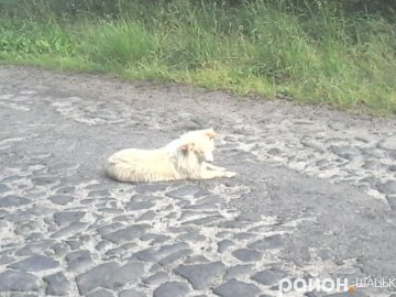 «Заберіть собаку, який вам вірить!»: на Волині пес кілька тижнів чекає свого власника на дорозі
