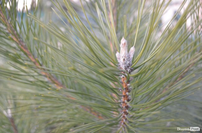Як поблизу Луцька вирощують новорічні ялинки та сосни. ФОТО