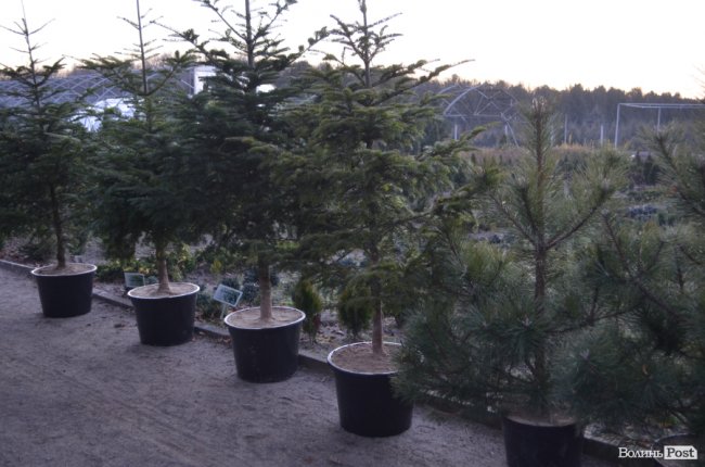 Як поблизу Луцька вирощують новорічні ялинки та сосни. ФОТО