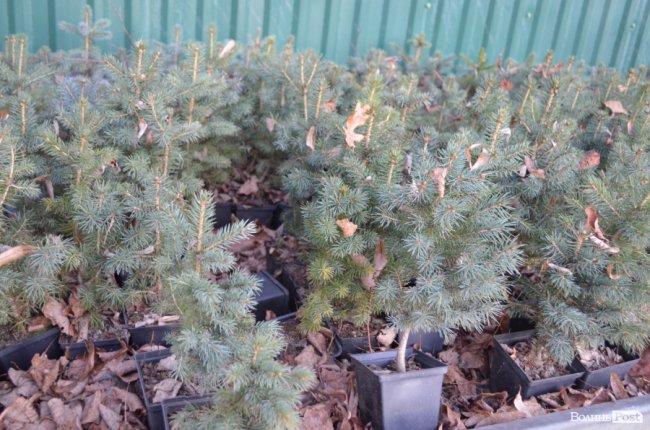 Як поблизу Луцька вирощують новорічні ялинки та сосни. ФОТО