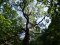 Коркове дерево та величні дуби: як на Волині приживаються «незвичні» дерева
