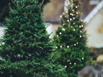 Свято наближається: де і коли у Луцьку продаватимуть новорічні ялинки