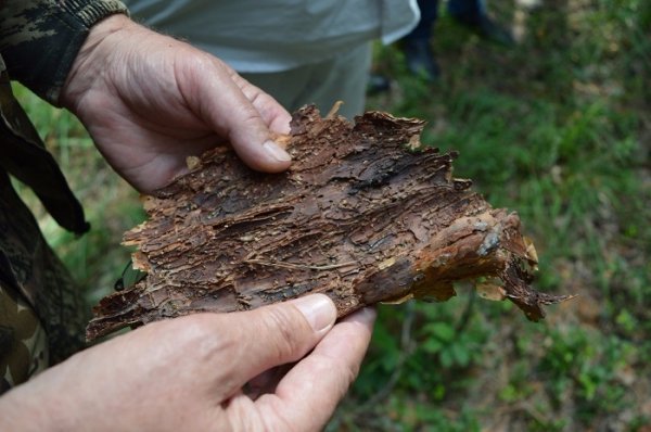 Санітарні рубки нам не вигідні, - лісівники. ФОТО Санітарні рубки нам не вигідні, - лісівники. ФОТО
