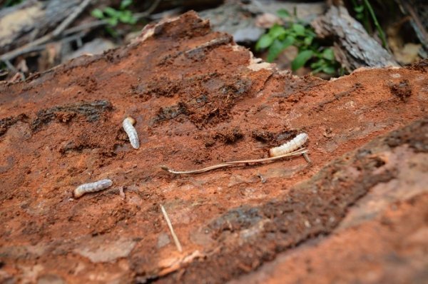 Санітарні рубки нам не вигідні, - лісівники. ФОТО Санітарні рубки нам не вигідні, - лісівники. ФОТО