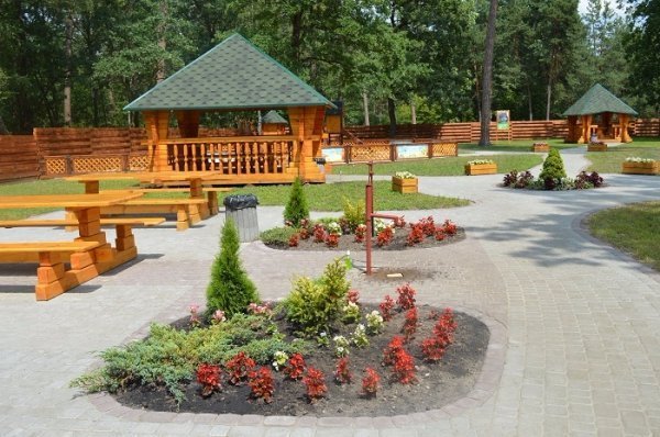 Санітарні рубки нам не вигідні, - лісівники. ФОТО Санітарні рубки нам не вигідні, - лісівники. ФОТО