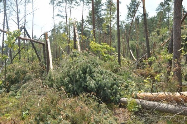 Санітарні рубки нам не вигідні, - лісівники. ФОТО Санітарні рубки нам не вигідні, - лісівники. ФОТО