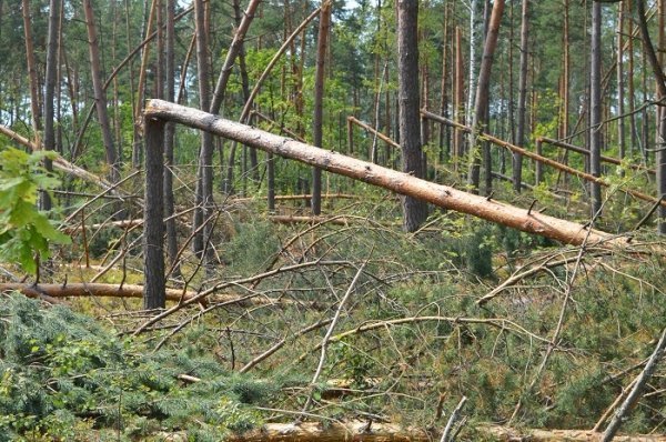 Санітарні рубки нам не вигідні, - лісівники. ФОТО Санітарні рубки нам не вигідні, - лісівники. ФОТО