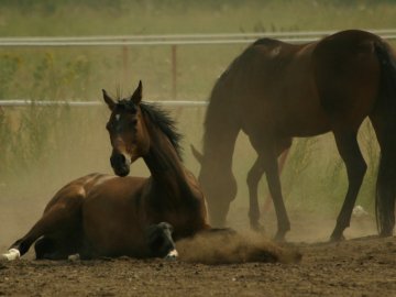 Загибель чоловіка від удару коня на волинській фермі: відомі нові деталі