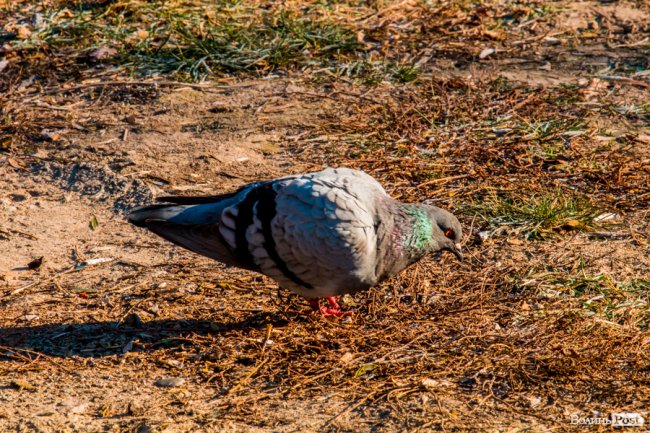 Луцьк в останній осінній день. ФОТОРЕПОРТАЖ