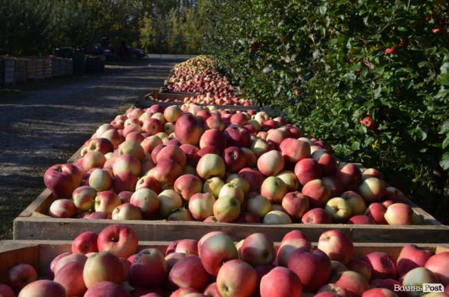 У яблуневому саду біля Луцька збирають врожай: як і за скільки купити фруктів на зиму. ФОТО
