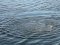 В озері на Львівщині потонув 58-річний волинянин