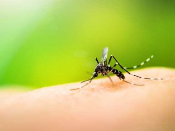 Чому одних людей комарі кусають постійно, а інших – ні: поради, як не стати їх жертвою