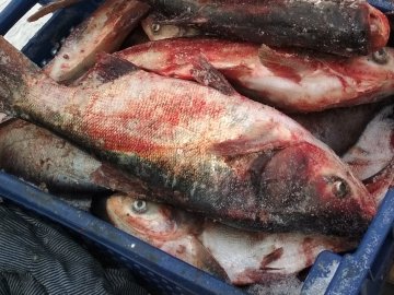 На луцькому ринку знайшли десятки кілограмів нелегальної риби. ФОТО