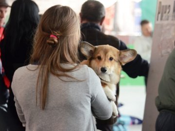 Перший день національної виставки собак у Луцьку. ФОТО