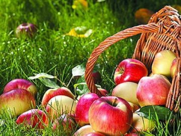 На Волині обікрали сад з елітними сортами яблук: підозрюють ромів