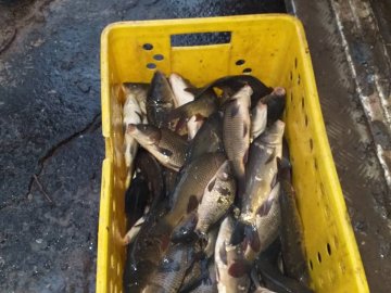 В озеро у Шацькому районі випустили майже тонну риби. ФОТО