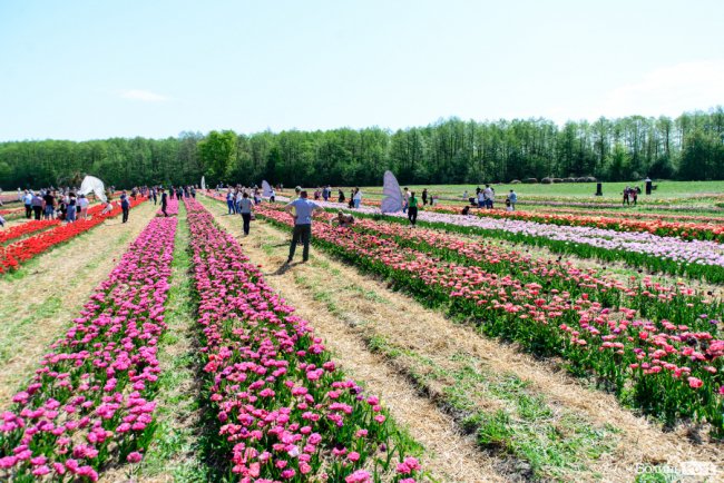 Тюльпанове поле на Волині приймає відвідувачів. ФОТОРЕПОРТАЖ 