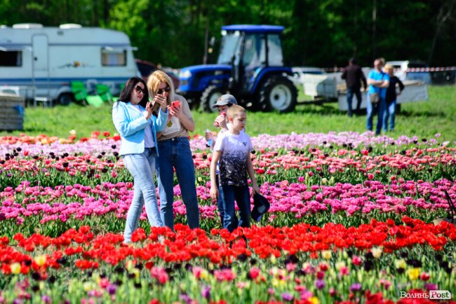 Тюльпанове поле на Волині приймає відвідувачів. ФОТОРЕПОРТАЖ 