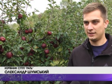 За яблуками до волинських аграріїв приїздять люди з усієї України. ВІДЕО