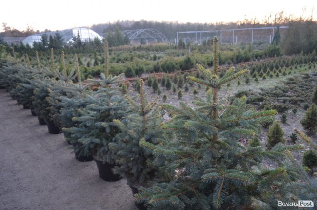 Як поблизу Луцька вирощують новорічні ялинки та сосни. ФОТО