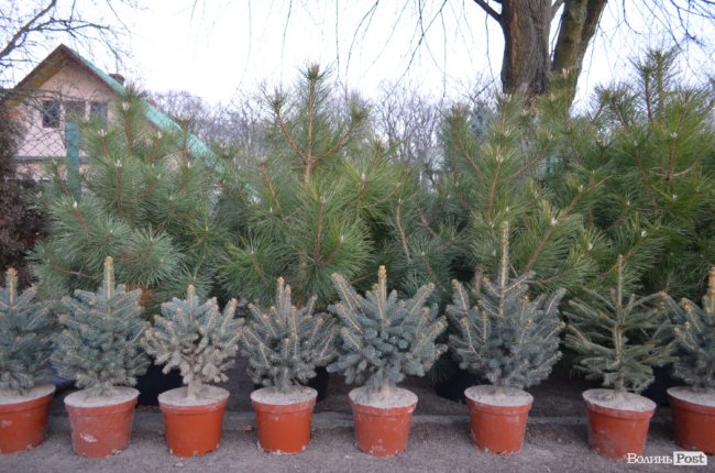 Як поблизу Луцька вирощують новорічні ялинки та сосни. ФОТО