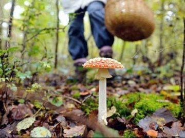 В Україні зафіксували вже 60 випадків отруєння грибами